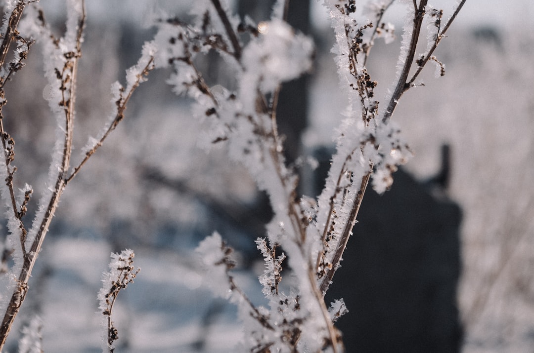 Photo Snow-covered branches